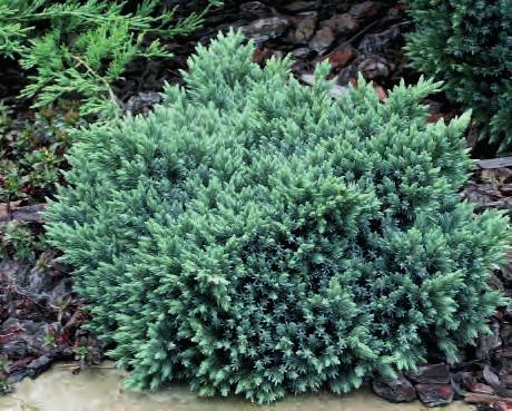 JEHLIČNANY strana 45 9734 Thuja plicata 'Whipcord' nízký, pomalu rostoucí