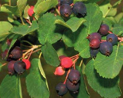 DROBNÉ OVOCE strana 46 9753 Fragaria vesca Alexandria měsíční jahodník má malé velmi aromatické plody