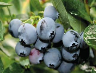 DROBNÉ OVOCE strana 47 9762 Vaccinium Hortblue Petite novinka kanadské borůvky plodící 2x za sezónu!