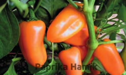 Rajče tyčkové San Marzano 3 - odrůda rajčete s protáhlými oválnými plody, hustý s těsnanější růst, sklízí se později, za to má chuť pravých italských rajčat - 30 semen 16,- 9850 Rajče tyčkové Tornádo