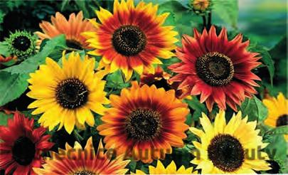 pro sušení, výška 150 cm, 15 semen 24,- 9947 Slunečnice roční (Helianthus annuus) Autumn Beauty - směs barev od žlutých tónů po karmínovou, výška 170 cm, řezu a na sušení, 2 g 16,- 9948 Třapatka