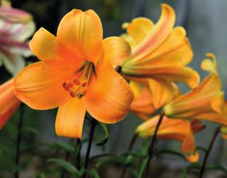 LILIE aurelian hybridy (čínské trubkovité) strana 6 9126 regale lilie královská
