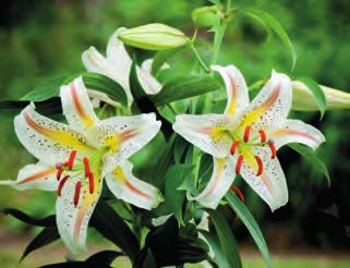 16/18cm velikost - obvod 16/18 cm 50 Kč 45 Kč 100 9132 Garden Party trojbarevná -