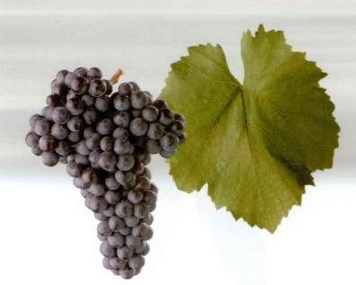 3.4 Frankovka Frankovka jakožto všechny moštové odrůdy spadá pod čeleď révovité Vitaceae, do rodu réva Vitis, celým binomickým názvem pak Réva vinná Vitis vinifera.