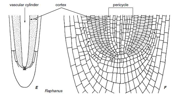 Kořenový vrchol Apikální meristém a z něho derivovány regiony v kořenu Raphanus.