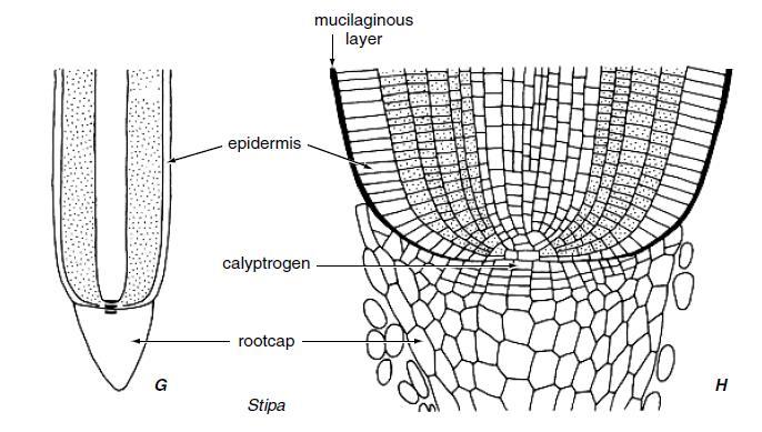 Kořenový vrchol Apikální meristém a z něho derivovány regiony v kořenu trávy Stipa.