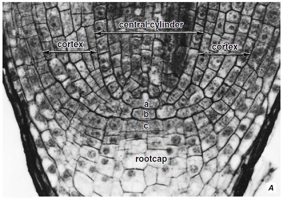 Kořenový vrchol Apikální meristém v kořenu Nicotiana.