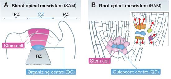 Kořenový vrchol Organizace kmenových buněk (stem cells), klidového centra (quiescent centre) a