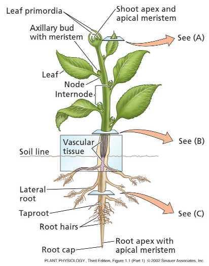 Kořenový systém rostlin Základní morfologické členění výhonku