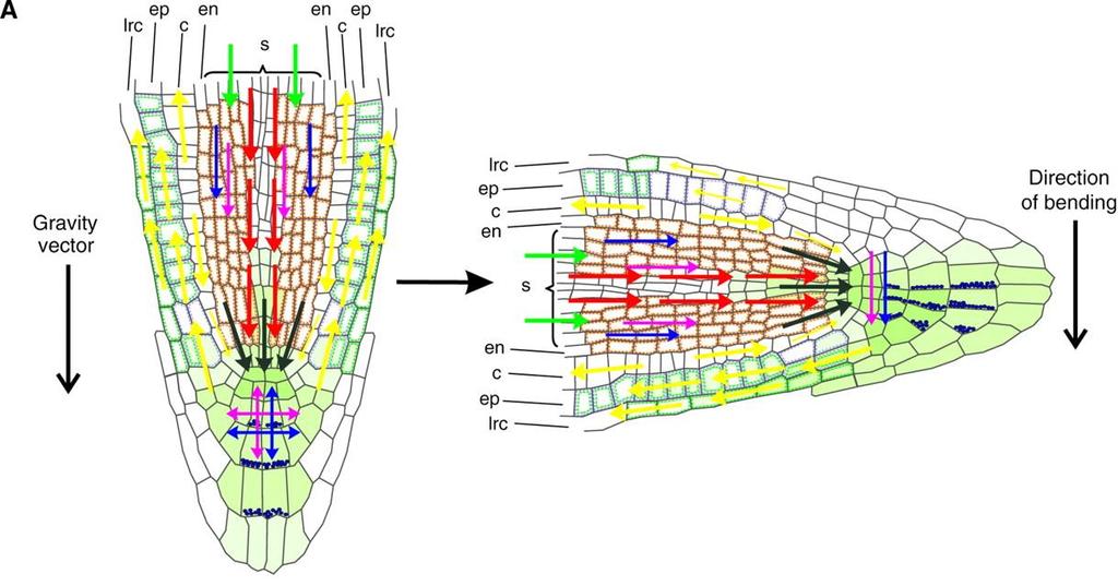 Gravitropism kořenový vrchol je místem percepce