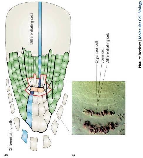 Gravitropism