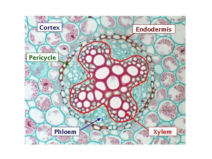 Dicot root in