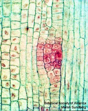 Lateral root development