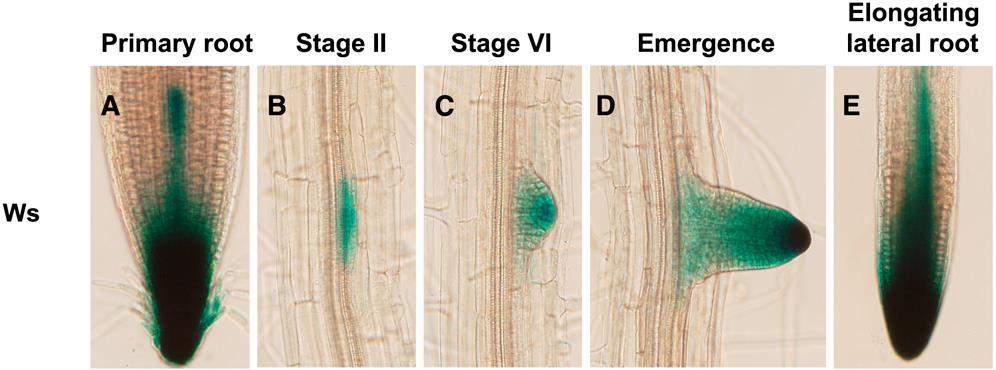 Lateral root