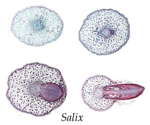 Lateral Roots Arise from