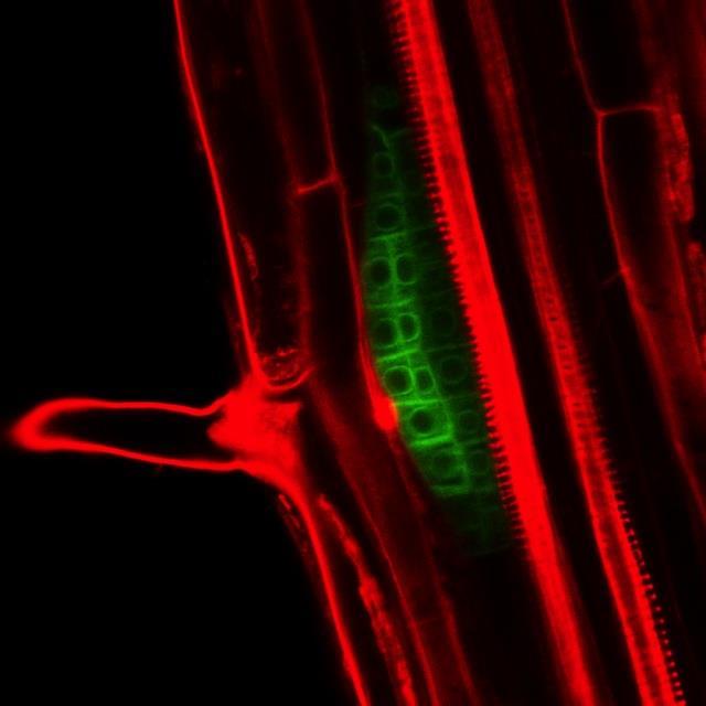 Arabidopsis