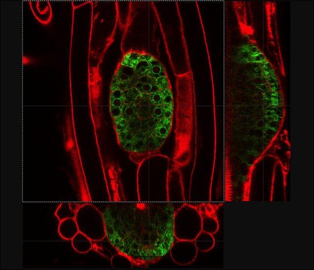 Arabidopsis