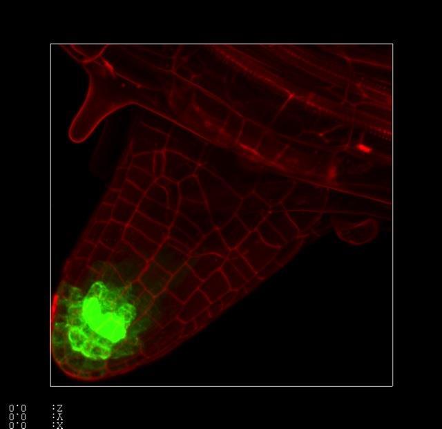 Arabidopsis