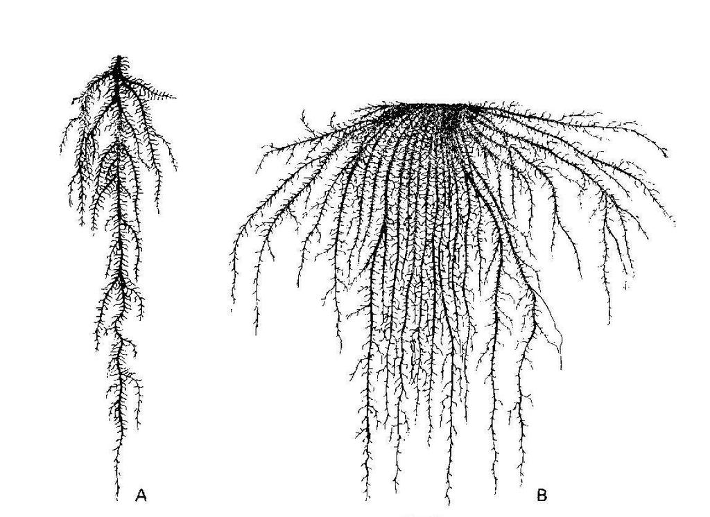 root system)