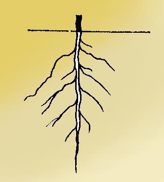 Tap root