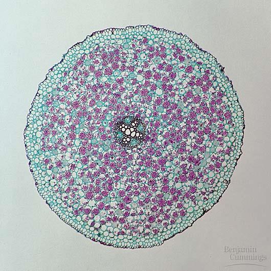 Monocot vs dicot anatomy Root: