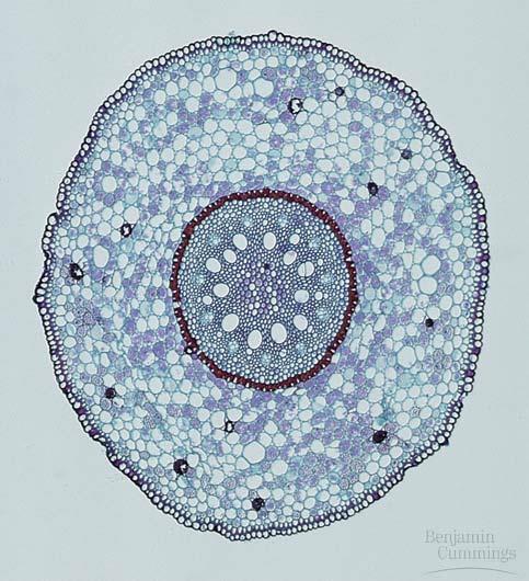 Monocot vs dicot