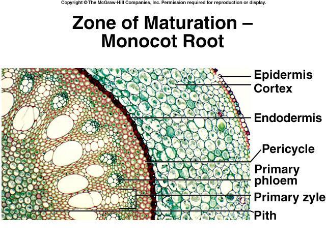 Monocot, many phloem