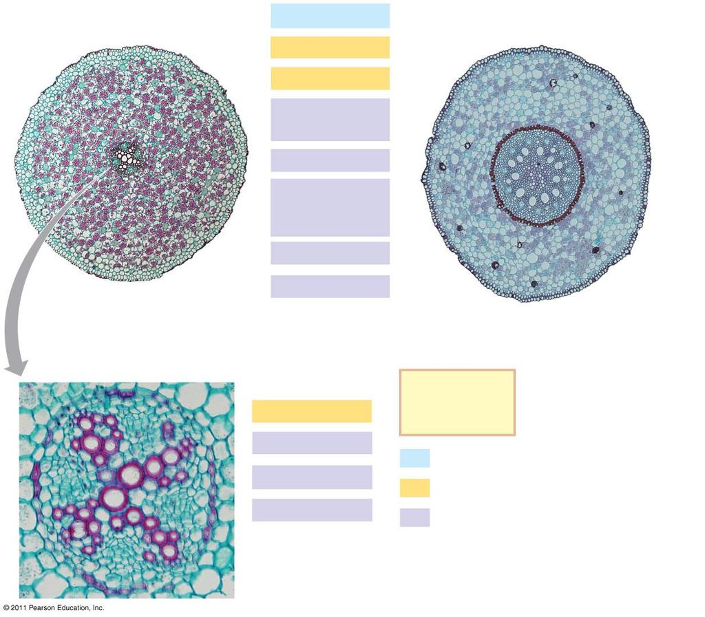 100 m (a) Root with xylem and phloem in the center (typical of eudicots) 50 m Epidermis Cortex Endodermis Vascular cylinder Pericycle Core of parenchyma cells Xylem Phloem Endodermis Pericycle