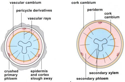 Secondary Growth in