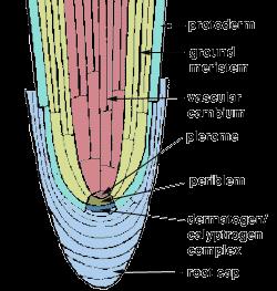 closed open Roots can have open or closed organization at the root tip. How a root tip is organized can best be seen with a median longitudinal section.