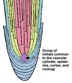 For example, the vascular tissue in this diagram can be clearly traced back to a single layer of cells. This histogen is called the plerome.