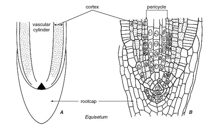 Kořenový vrchol Apikální meristém a z něho derivovány regiony v kořenu Equisetum.