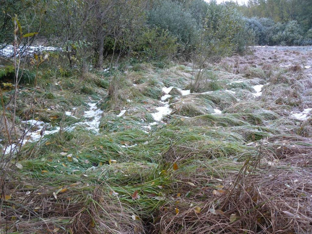 sedimentů Porost třtiny
