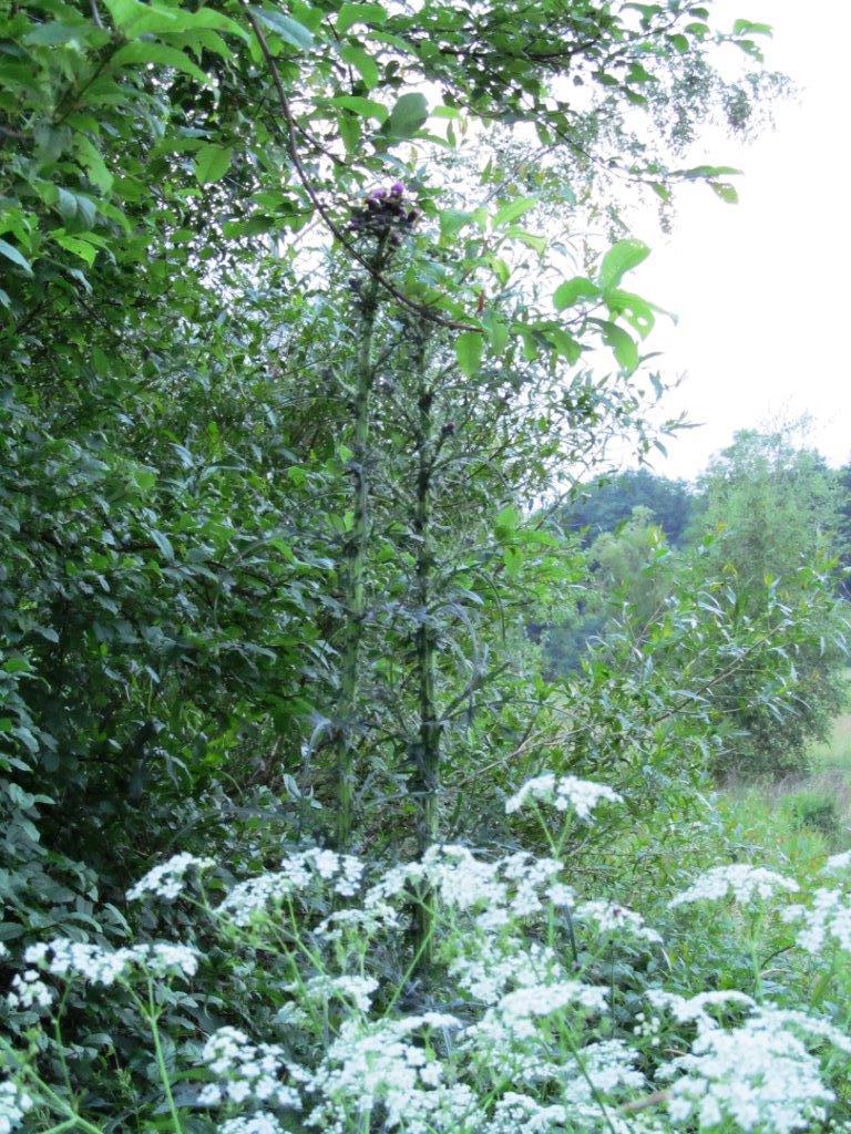 Obr. 2: Cirsium vulgare