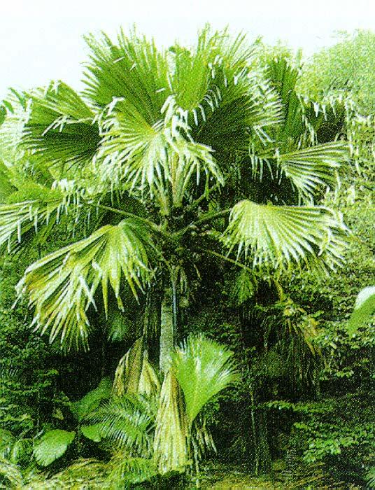 Lodoicela seychelská Seychelské ostrovy (pouze 2 z mnoha) nedaleko Madagaskaru (objeveny
