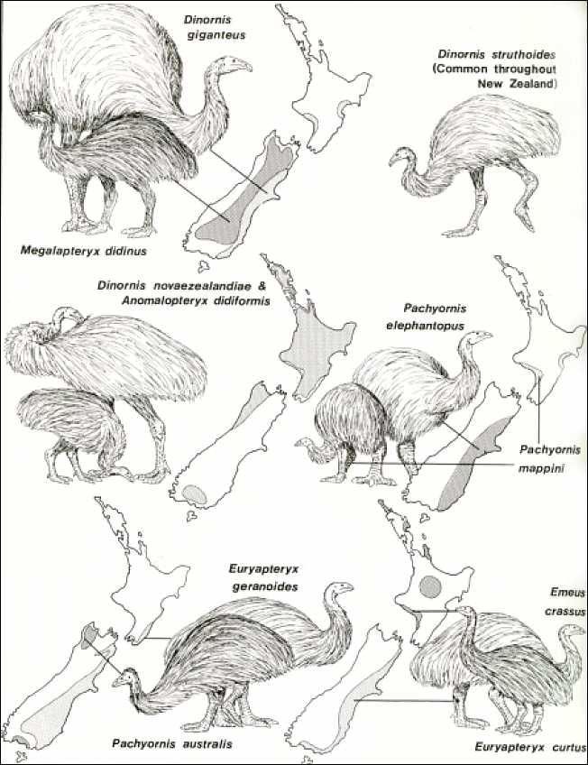 století (před kolonizací Evropany) Lišili se velikostí (20-240 kg/1-3 m),