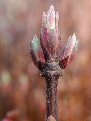 (Quercus) palisty