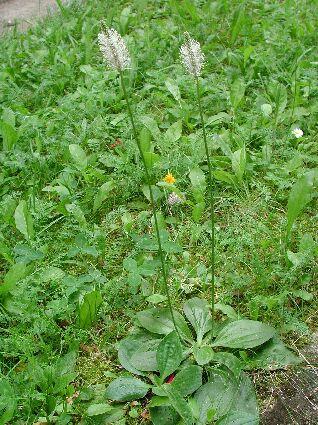 květem nebo květenstvím (Plantago, Taraxacum) stéblo (culmus) - dutý stonek