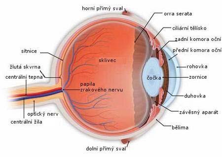 2. Základní anatomie oka Hlavní struktury, které se nachází uvnitř oka, vidíme na následujícím obrázku. Obr.