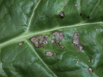 jících ve Francii vinnou révu (flavescence dorée či black wood disease). Výzkumně byla také zjištěna přítomnost fytoplazem typu stolbur a žloutenka aster (aster yellows).