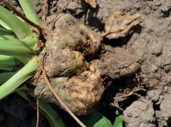 Houba může napadat drobné kořenové vlášení a nutit tak rostlinu stále obnovovat jeho růst (příznak podobný napadení vektora viru rizománie houby Polymyxa betae).
