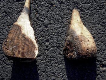 Nejvíce bývá napadena vrcholová část kořene jakousi prstencovou hnilobou s četnými prasklinami - crown rot (řez kořenem napadeným Rhizoctonia solani, obr. 4).