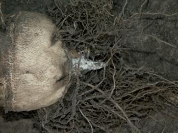 obr. 3: Hniloba kůlového kořene cukrovky působená Fusarium solani. obr. 4: Napadení kořene cukrovky Fusarium culmorum.