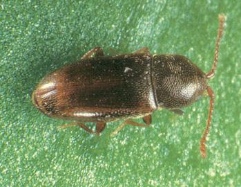 asi 1,5 mm, hnědě až černě zbarvení s delšími paličkou zakončenými tykadly (obr. 3). Povrch těla brouků je jemně hustě tečkovaný a pokrytý žlutými chloupky.