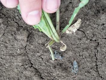 obr. 4: Dospělec a larva brouka z rodu Agriotes. bíhá každým rokem a tak na drátovci zamořených půdách lze obvykle najít všechny vývojové fáze škůdce (larvy různého stáří, dospělce).