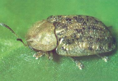 obr. 1: Štítonoš skvrnitý (Cassida nebulosa). obr. 2: Mrchožrout zploštělý (Blitophaga opaca). zůstat až do počátku října na merlíkovitých plevelích a pak se přesunují do zimovišť.