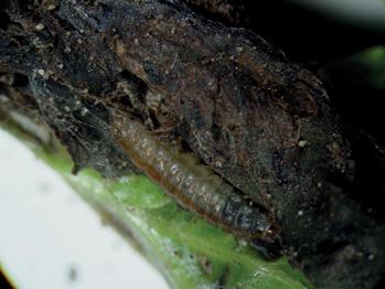 bipalpa obsoletella, Fischer von Röslerstamm. K páření dospělců a kladení vajíček dochází při teplotách nad 11 C. Samice klade asi 40 až 70 vajíček ve skupinkách 1 až 6 vajíček na listy řepy.