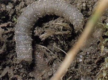 3.13 MUCHNICE (BIBIO SP.) Biologie, determinace, škodlivost K příležitostným škůdcům mladých rostlin cukrovky mohou vedle tiplic být i larvy muchnic rodu Bibio.