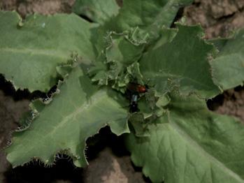 či muchnice březnová (Bibio marci L.). Dospělé muchnice jsou pomalu létající mouchy nad porosty různých plodin velikosti kolem 1 cm, obvykle černé barvy. U druhu muchnice zahradní (Bibio hortulanus L.