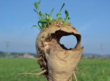 či hryzec vodní (Arvicola terrestris L.). Ptáci Na mladých rostlinách jsou patrné ostře ohraničené okusy (obr. 6).